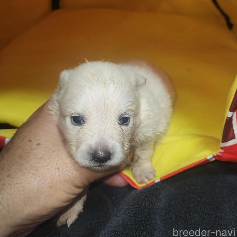 販売中の福岡県のポメラニアン-423165の12枚目