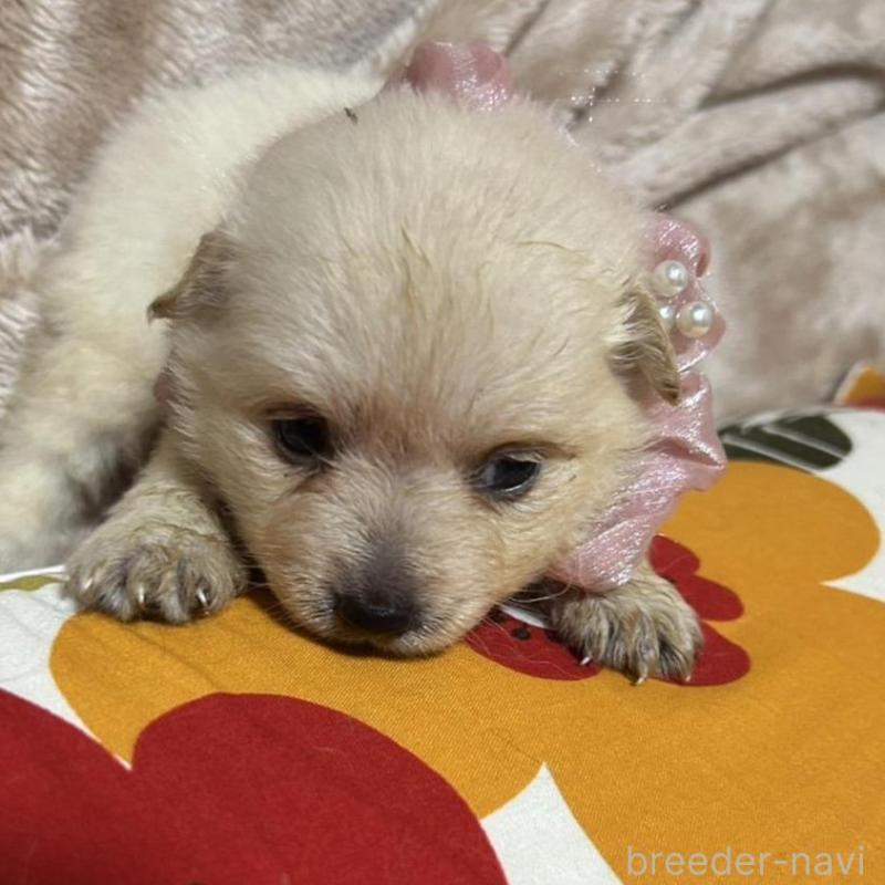 販売中の福岡県のポメラニアン-423165の11枚目