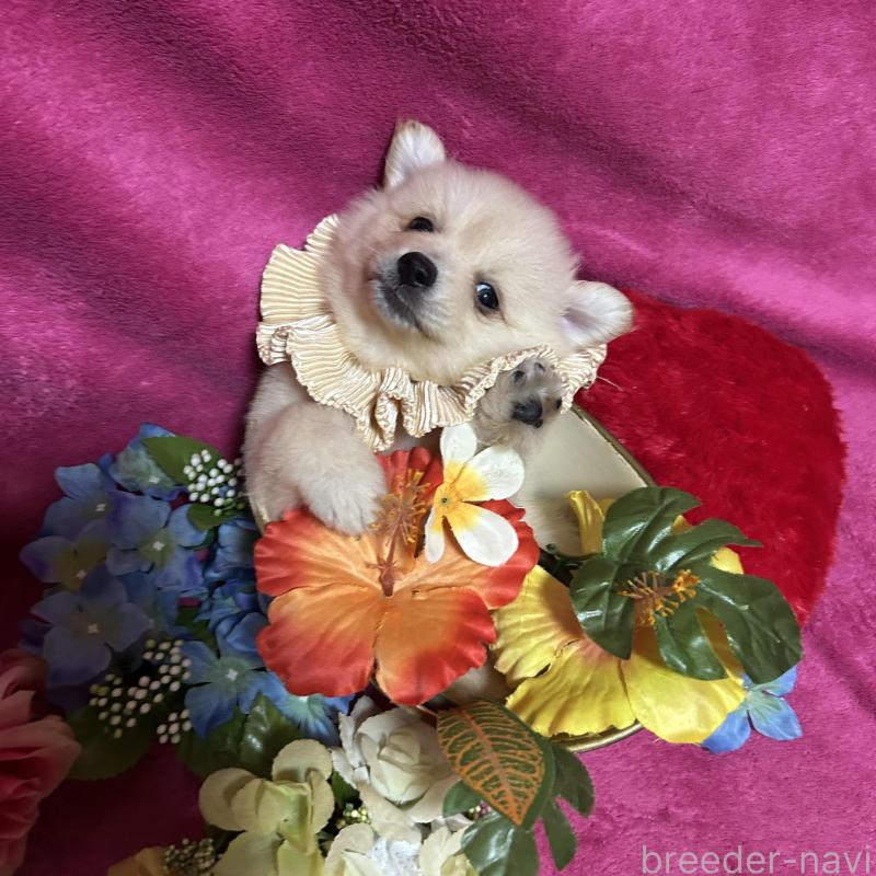 販売中の福岡県のポメラニアン-423165の1枚目