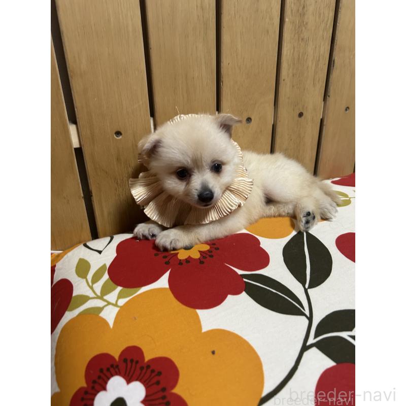 販売中の福岡県のポメラニアン-423165の10枚目