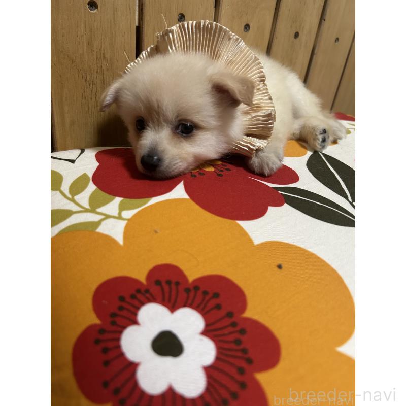 販売中の福岡県のポメラニアン-423165の9枚目