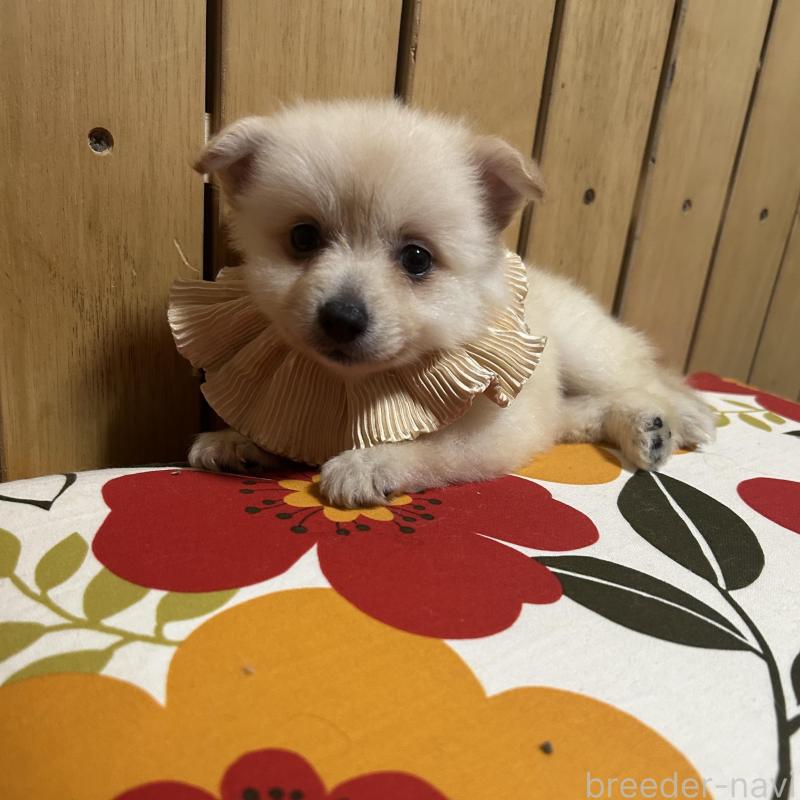 販売中の福岡県のポメラニアン-423165の7枚目