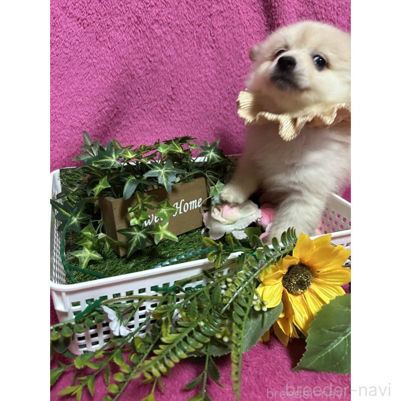 販売中の福岡県のポメラニアン-423165の8枚目