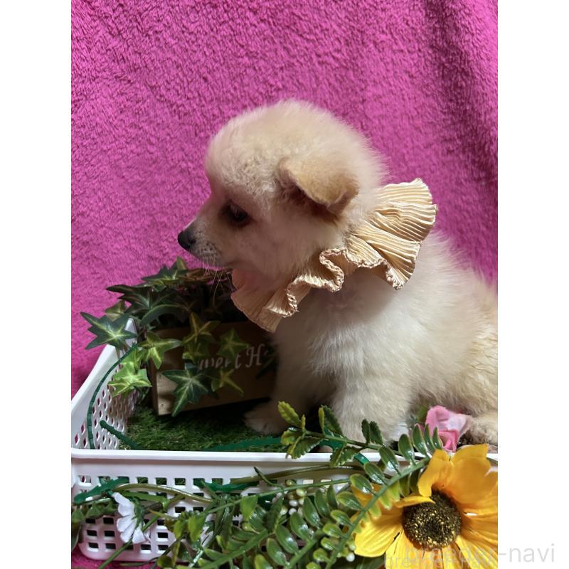 販売中の福岡県のポメラニアン-423165の6枚目