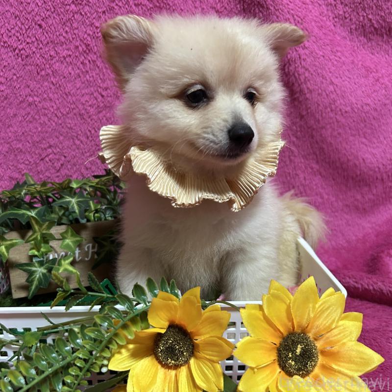 販売中の福岡県のポメラニアン-423165の5枚目