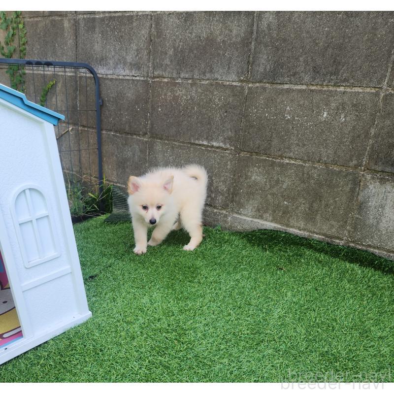 販売中の福岡県のポメラニアン-423165の4枚目