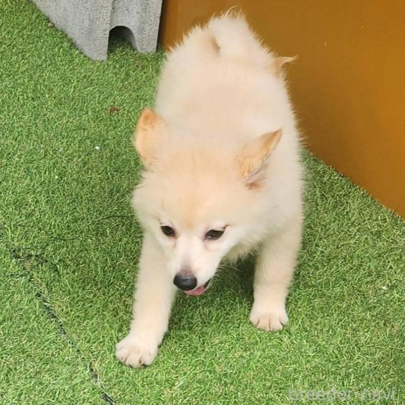 販売中の福岡県のポメラニアン-423165の3枚目