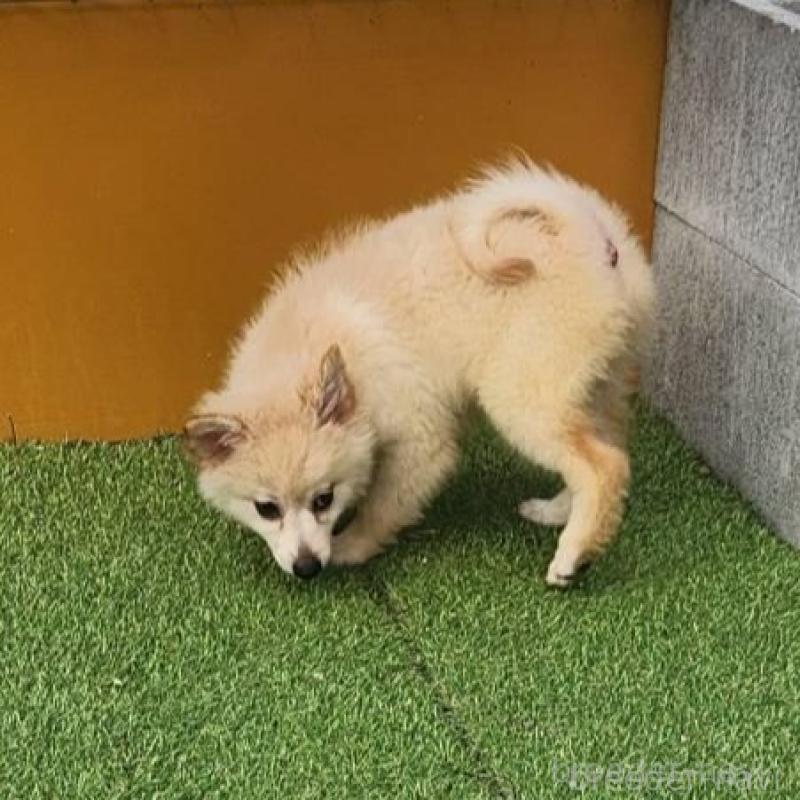 販売中の福岡県のポメラニアン-423165の2枚目