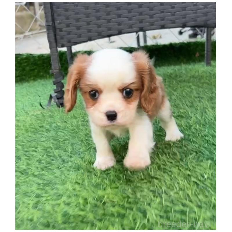 販売中の奈良県のキャバリアキングチャールズスパニエル-423412