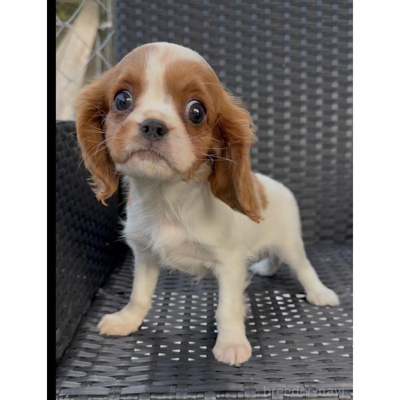 販売中の奈良県のキャバリアキングチャールズスパニエル-423413の1枚目