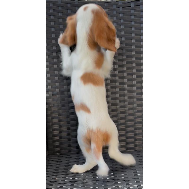 販売中の奈良県のキャバリアキングチャールズスパニエル-423413の2枚目