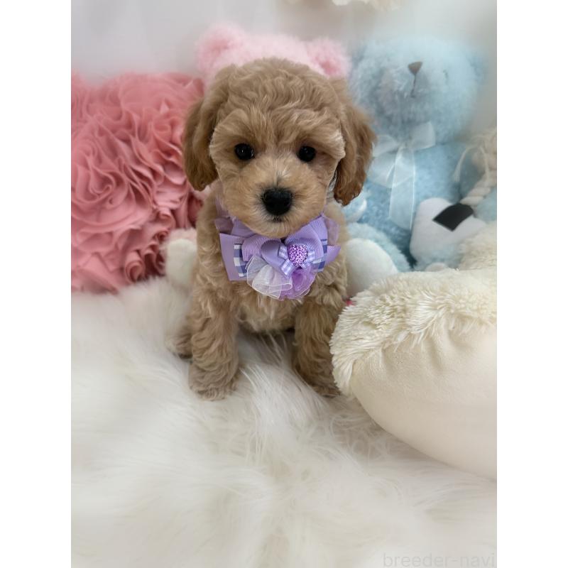 販売中の香川県のビションプー:ビションフリーゼ×トイプードル-417286の10枚目