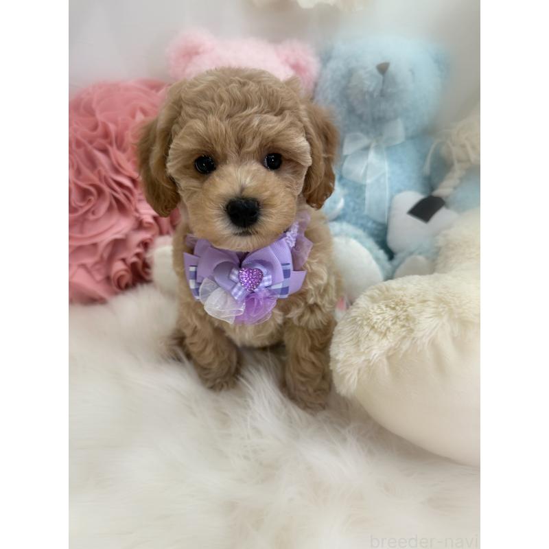 販売中の香川県のビションプー:ビションフリーゼ×トイプードル-417286の9枚目