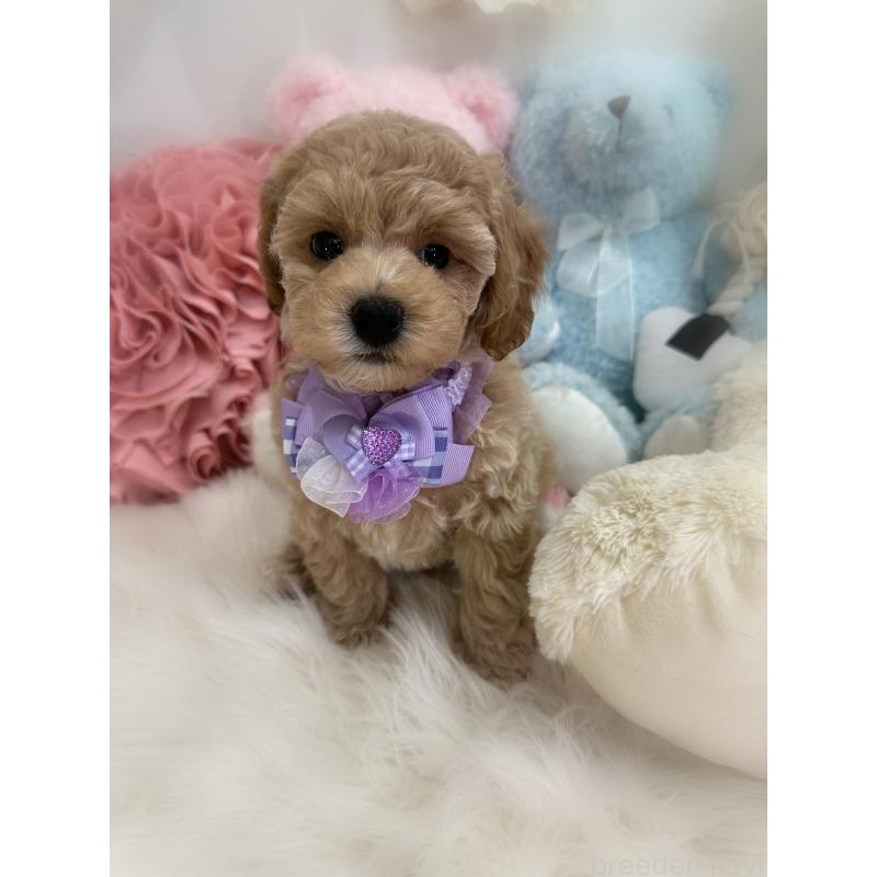 販売中の香川県のビションプー:ビションフリーゼ×トイプードル-417286の8枚目