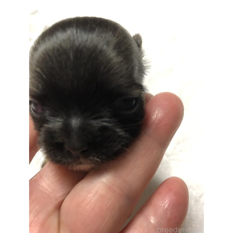 販売中の青森県のチワワ(スムースコート)-423415の4枚目