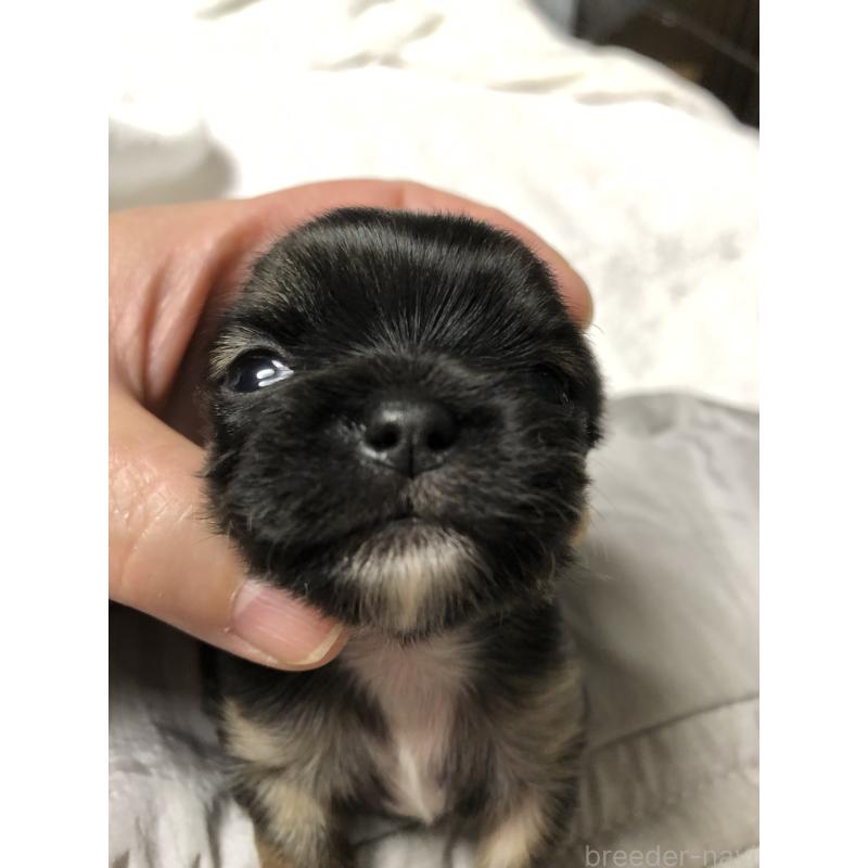 販売中の青森県のチワワ(スムースコート)-423415の2枚目