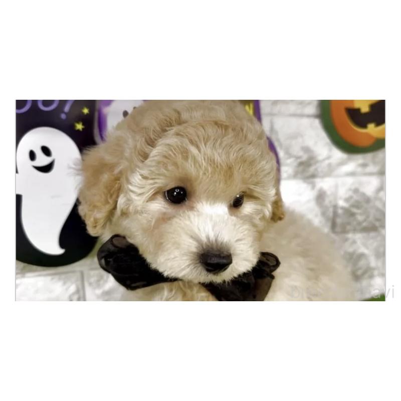 販売中の埼玉県のビションプー:ビションフリーゼ×トイプードル-423437の3枚目