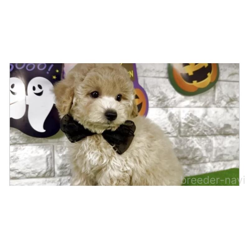 販売中の埼玉県のビションプー:ビションフリーゼ×トイプードル-423437の2枚目