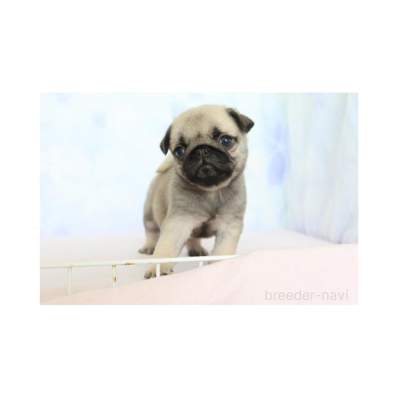 販売中の熊本県のパグ-423438の5枚目