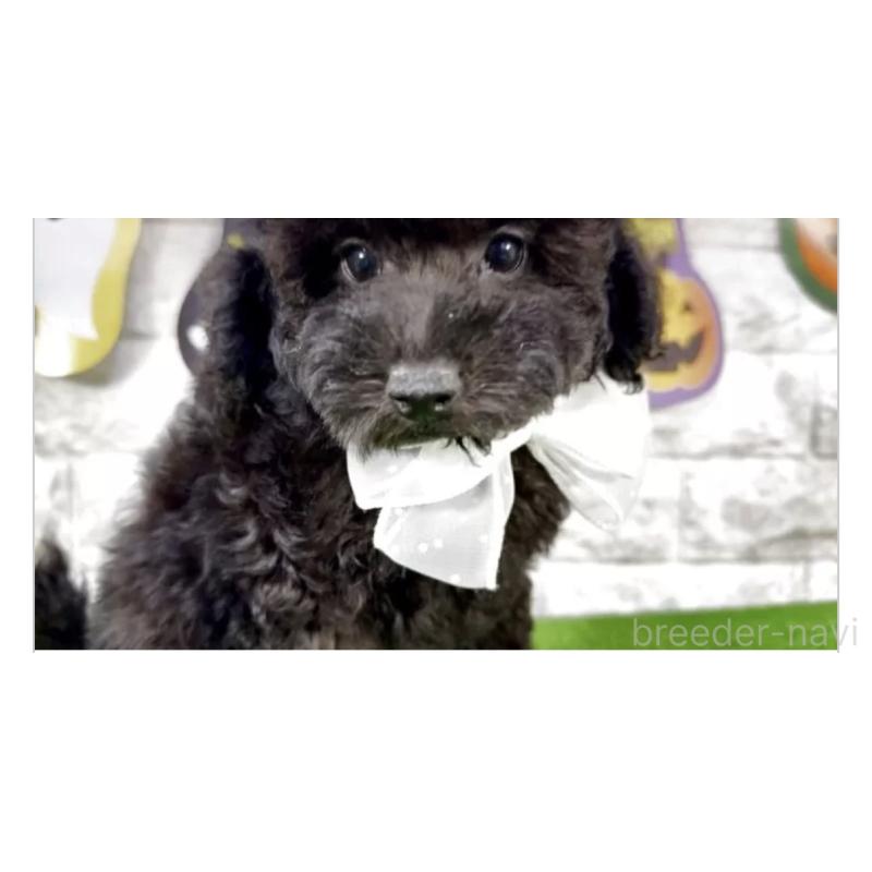 販売中の埼玉県のタイニープードル-423439の3枚目