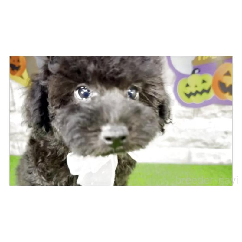 販売中の埼玉県のタイニープードル-423439の2枚目