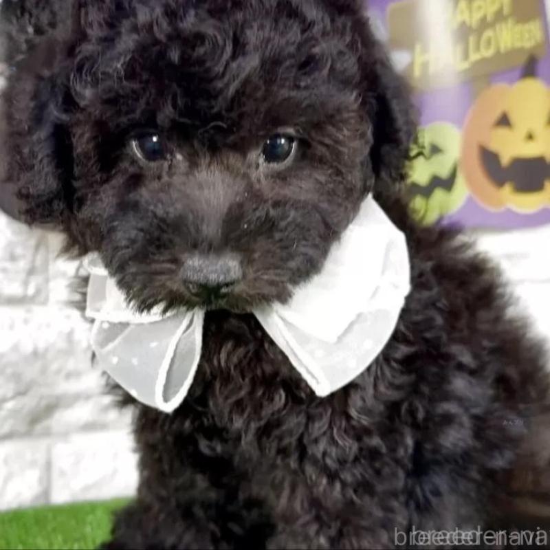 販売中の埼玉県のタイニープードル-423439