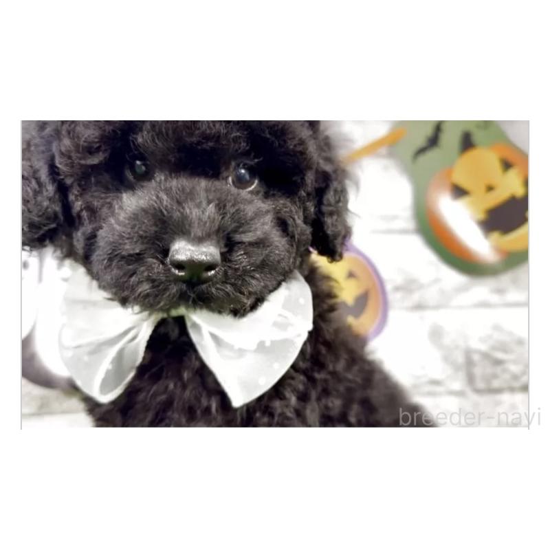 販売中の埼玉県のタイニープードル-423440の3枚目