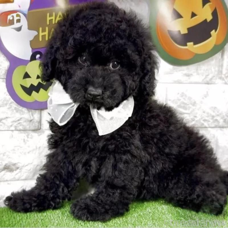 販売中の埼玉県のタイニープードル-423440