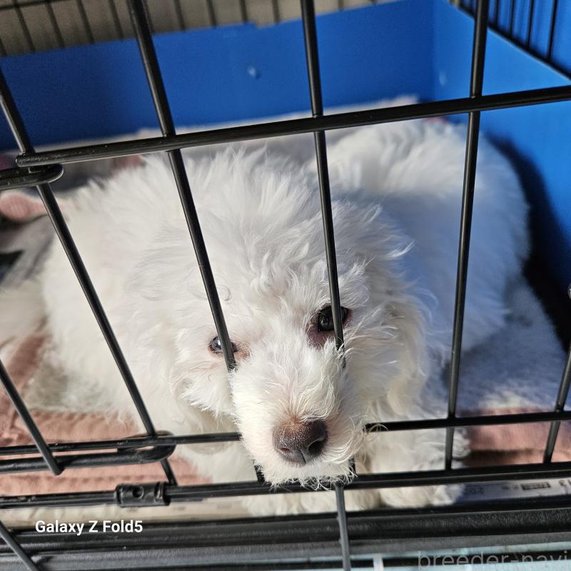 販売中の愛知県のビションフリーゼ-420299の9枚目