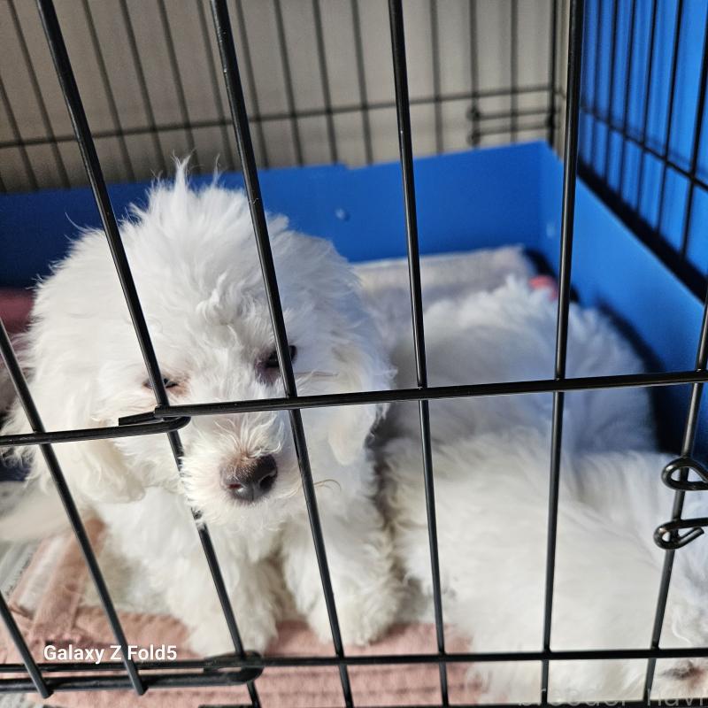 販売中の愛知県のビションフリーゼ-420299の8枚目