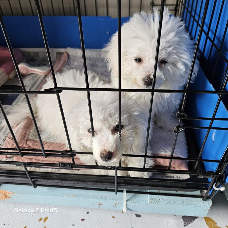 販売中の愛知県のビションフリーゼ-420299