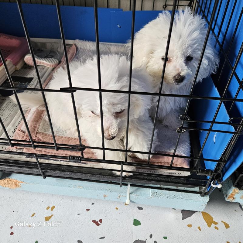 販売中の愛知県のビションフリーゼ-420299の7枚目