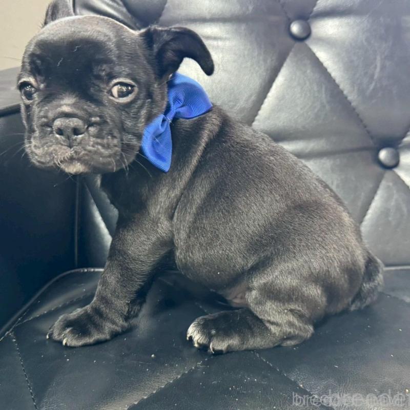 販売中の香川県のフレンチブルドッグ-423441の7枚目