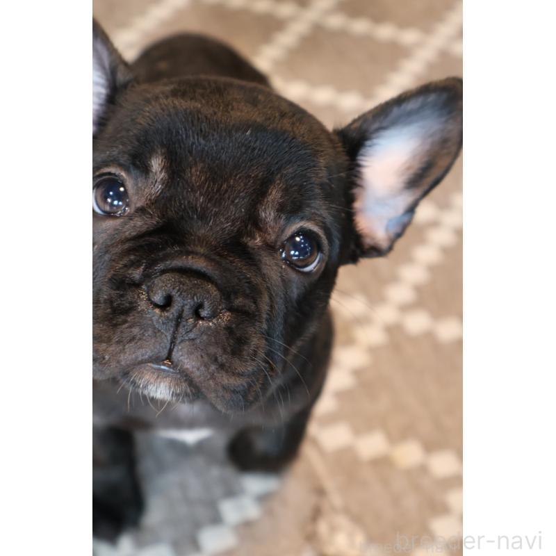 販売中の香川県のフレンチブルドッグ-423441