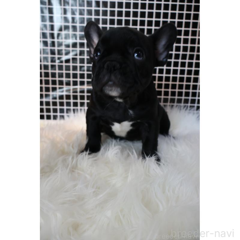 販売中の香川県のフレンチブルドッグ-423441の5枚目