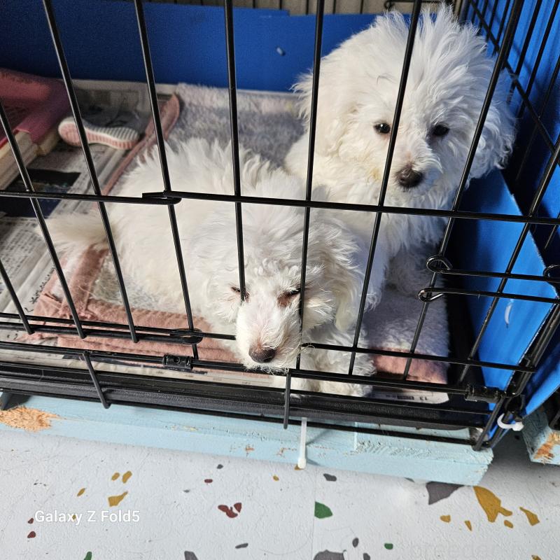 販売中の愛知県のビションフリーゼ-420299の6枚目