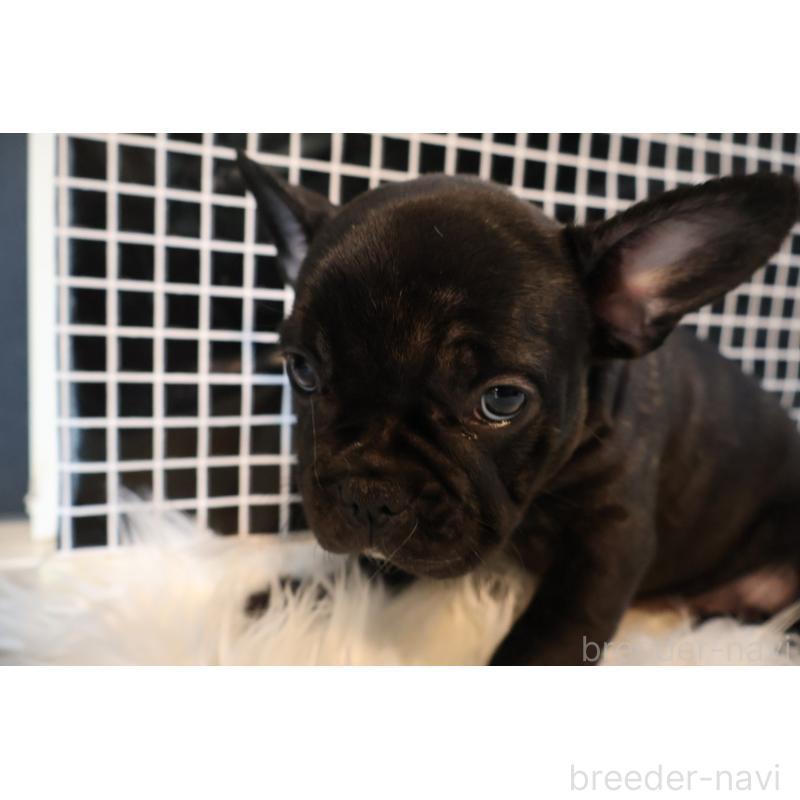 販売中の香川県のフレンチブルドッグ-423441の4枚目
