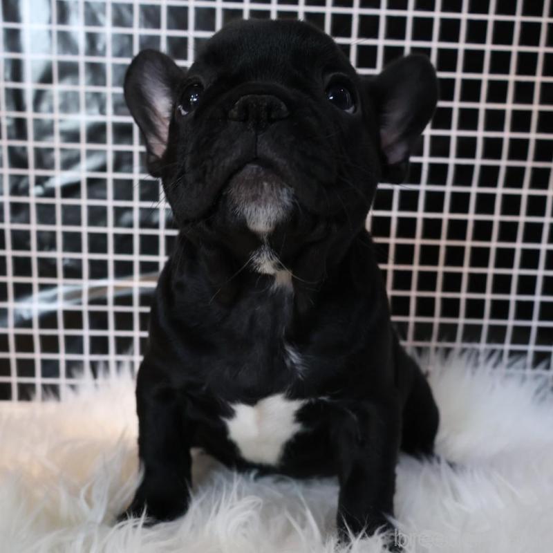 販売中の香川県のフレンチブルドッグ-423441の3枚目