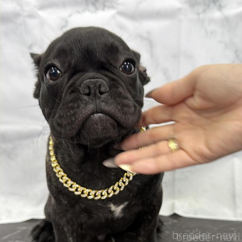 販売中の香川県のフレンチブルドッグ-423441の2枚目