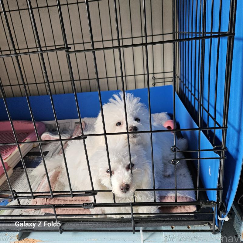 販売中の愛知県のビションフリーゼ-420299の5枚目