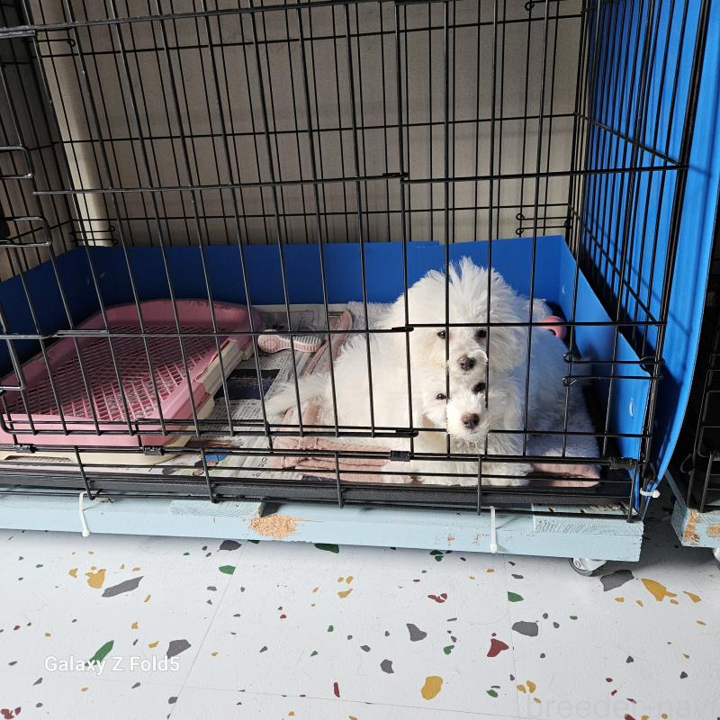 販売中の愛知県のビションフリーゼ-420299の4枚目