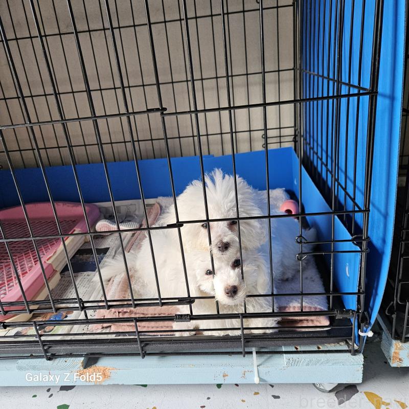 販売中の愛知県のビションフリーゼ-420299の3枚目