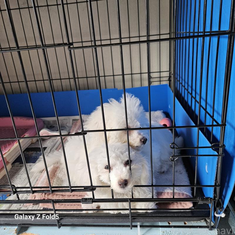 販売中の愛知県のビションフリーゼ-420299の2枚目