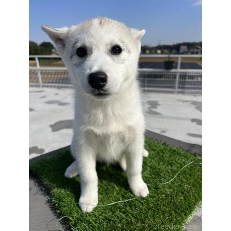 販売中の埼玉県のシベリアンハスキー-423442の4枚目