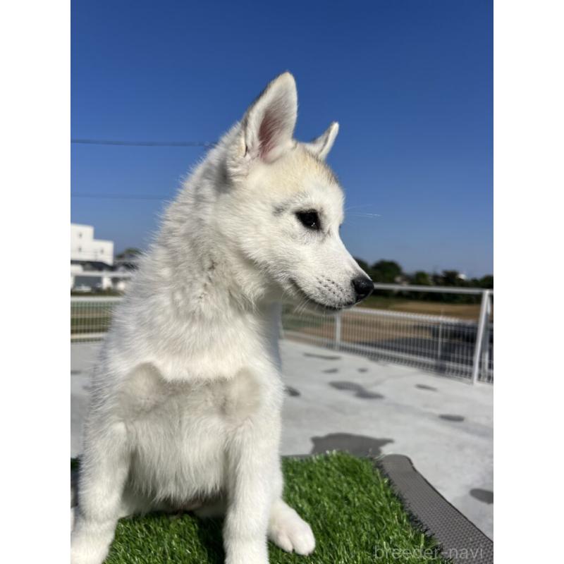 販売中の埼玉県のシベリアンハスキー-423442の3枚目