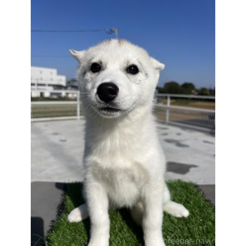 販売中の埼玉県のシベリアンハスキー-423442の2枚目