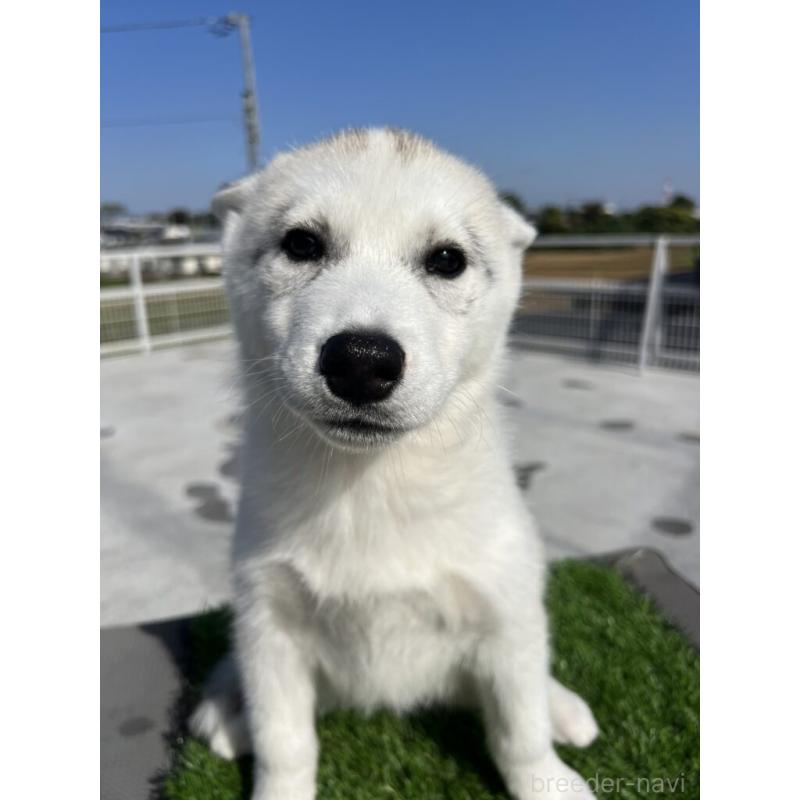 販売中の埼玉県のシベリアンハスキー-423442の1枚目