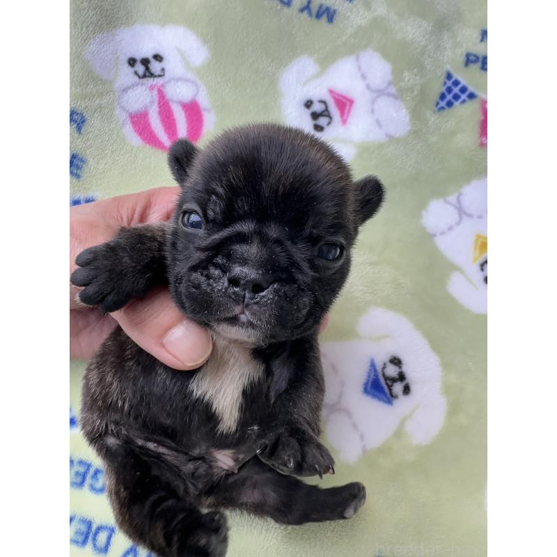 販売中の東京都のフレンチブルドッグ-423443の10枚目