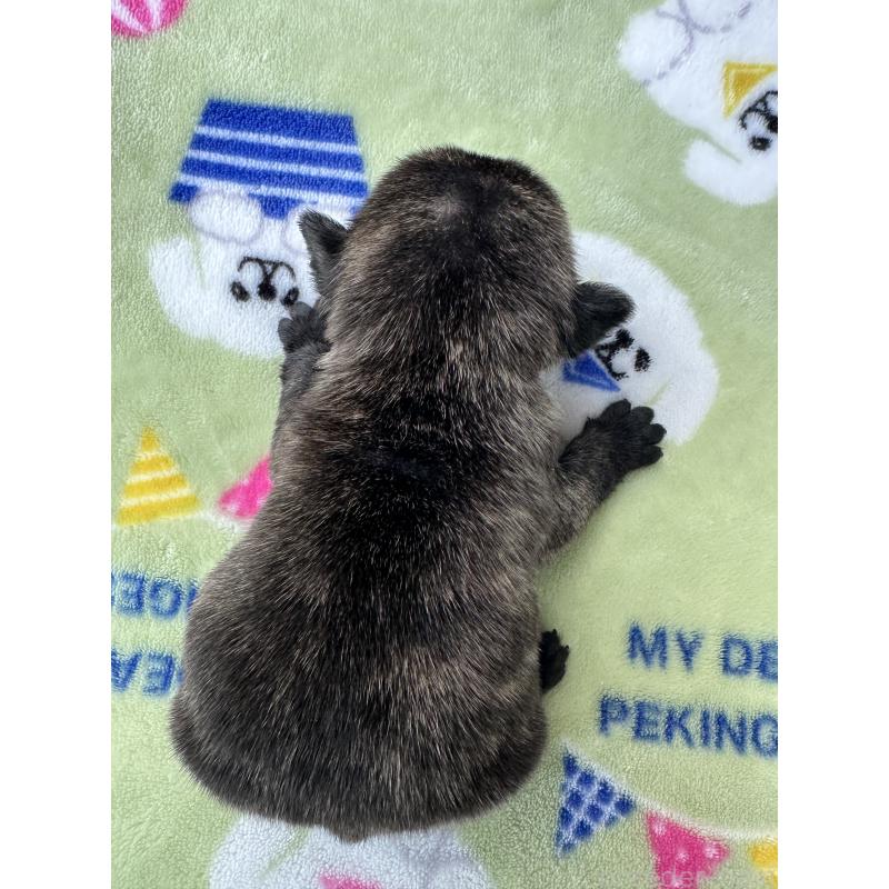 販売中の東京都のフレンチブルドッグ-423443の9枚目