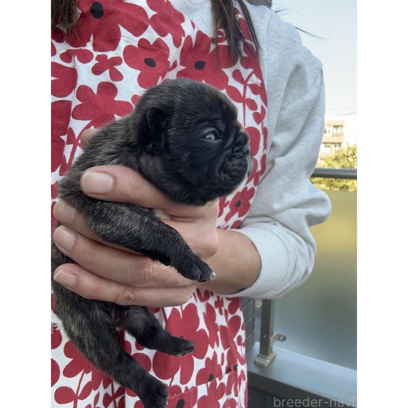 販売中の東京都のフレンチブルドッグ-423443の8枚目